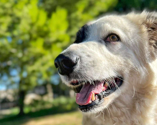 Adotta un cane, maschio, 11 anni e 2 mesi, Crotone