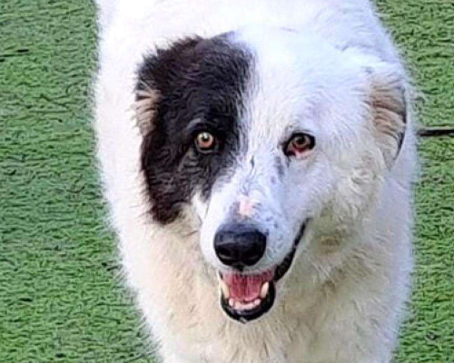 Adozione cane, maschio, meticcio, 11 anni e 2 mesi, taglia grande, Crotone