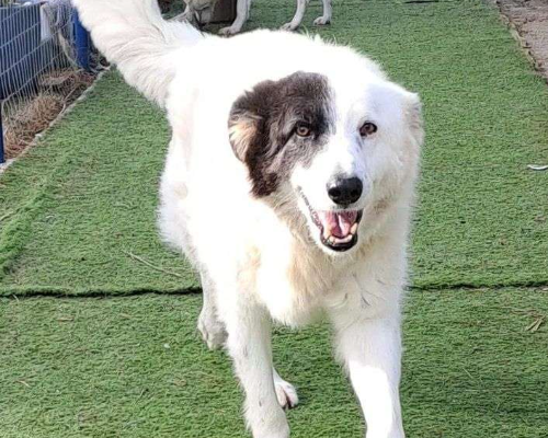 Vuoi adottare un cane a Crotone?