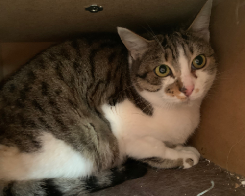 Vuoi adottare un gatto a Asti?