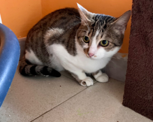 Adotta un gatto, femmina, 5 anni  e 5 mesi , Asti