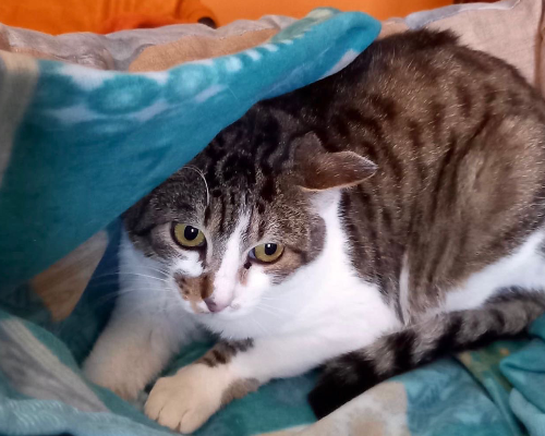 Adotta il gatto Mordicchia a Asti