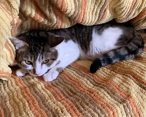 Adotta un gatto, taglia non valida, femmina, Asti