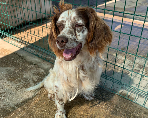 Adotta un cane, maschio, 10 anni  e 3 mesi , Viterbo