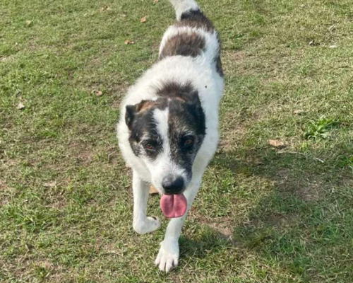 Adotta un cane, taglia grande, maschio, Milano