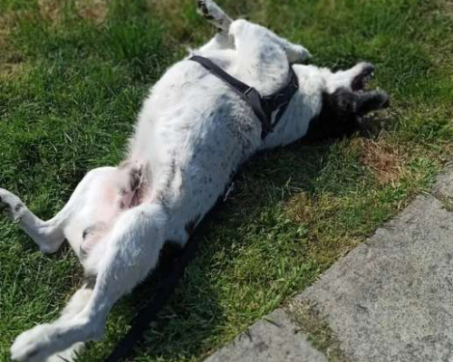 Adotta un cane, maschio, 5 anni  e 11 mesi , Milano