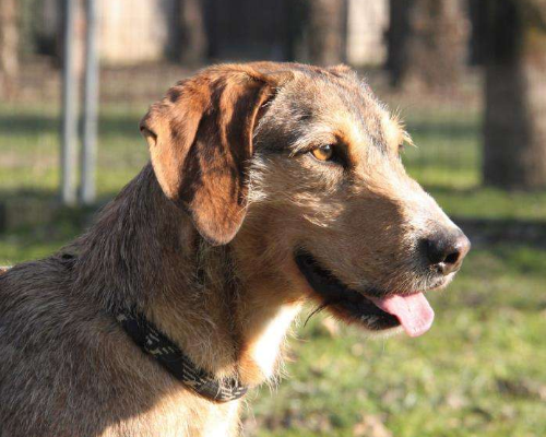 Adotta un cane, taglia media, maschio, Milano