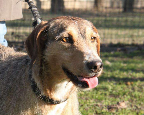 Adotta un cane, maschio, 6 anni e 1 mese, Milano