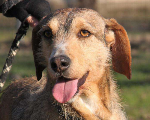 Adozione cane, maschio, Segugio, 6 anni e 1 mese, taglia media, Milano