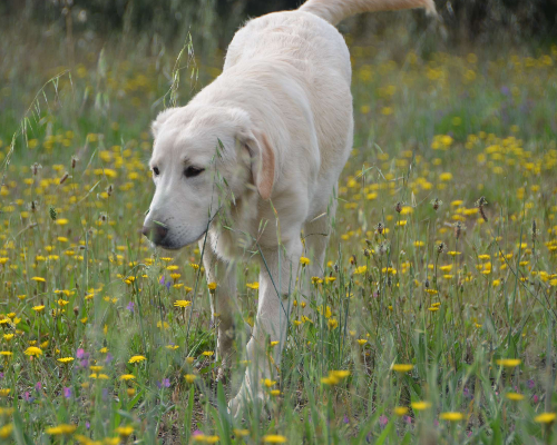 Adotta un cane, femmina, 2 anni  e 6 mesi , Sud