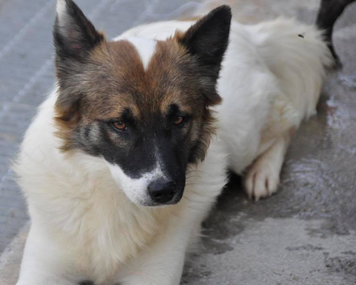 Adotta un cane, maschio, 6 anni  e 10 mesi , Napoli