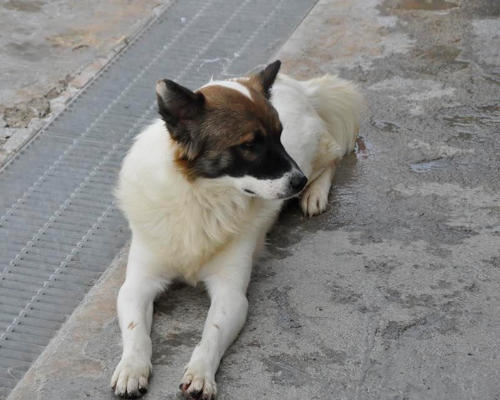 Adotta un cane, taglia media contenuta, maschio, Napoli