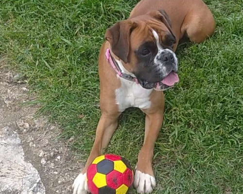 Adozione cane, femmina, Boxer, 6 anni e 2 mesi, taglia media, Livorno