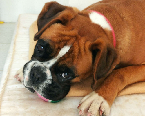 Adotta un cane, femmina, 6 anni e 2 mesi, Livorno