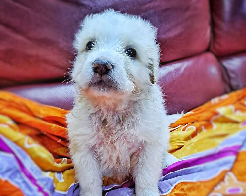Adozione cane, maschio, meticcio, 2 anni e 5 mesi, taglia grande, Crotone