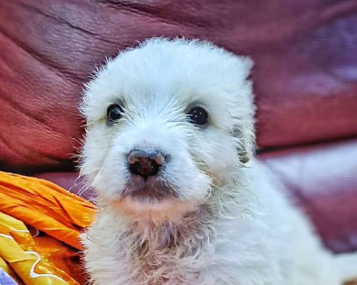 Adotta un cane, maschio, 2 anni e 5 mesi, Crotone