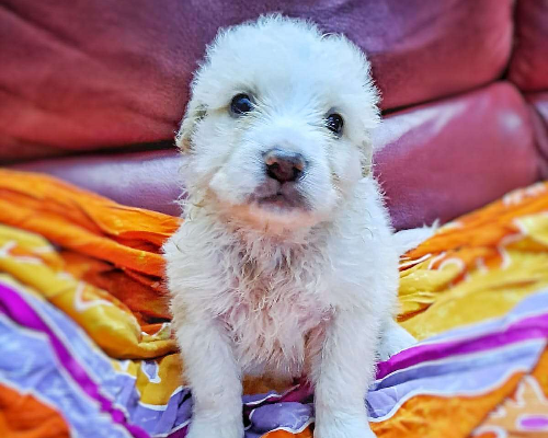 Adotta un cane, taglia grande, maschio, Crotone