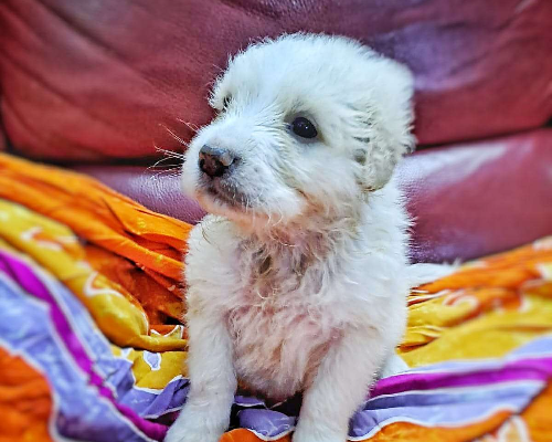 Vuoi adottare un cane a Crotone?