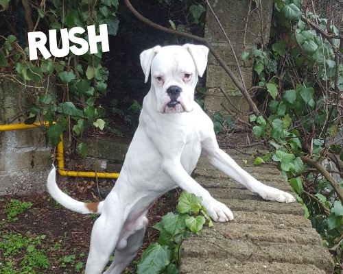 Adozione cane, maschio, Boxer, 8 anni e 8 mesi, taglia media, Roma