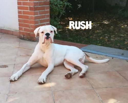 Adotta il cane Rush a Roma