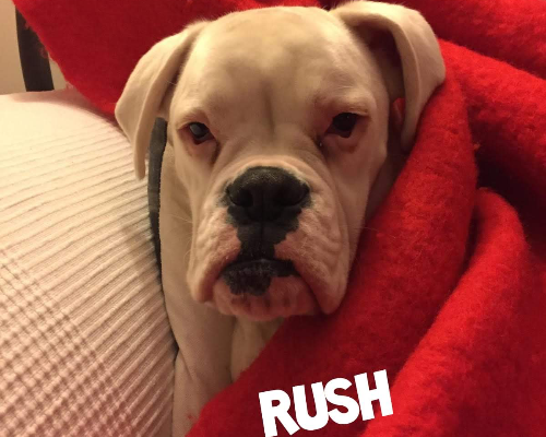 Adotta un cane, maschio, 8 anni e 8 mesi, Roma