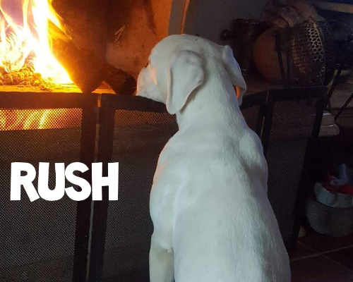 Adotta un cane, taglia media, maschio, Roma