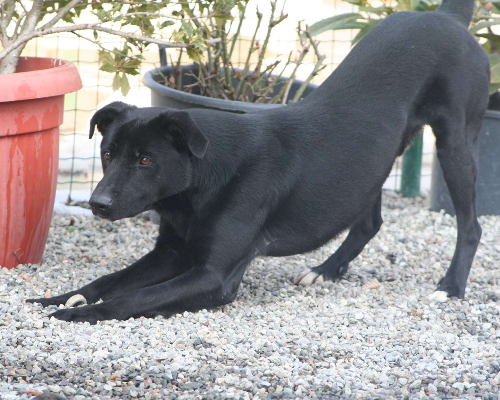 Adotta un cane, maschio, 11 anni  e 11 mesi , Milano