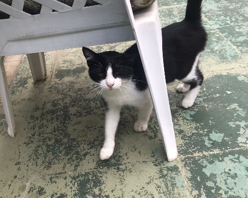 Adotta un gatto, taglia non valida, maschio, Sud