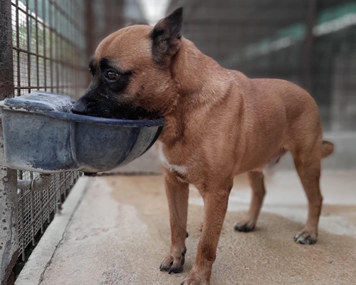Adotta un cane, maschio, 8 anni  e 6 mesi , Roma