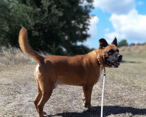 Vuoi adottare un cane a Roma?