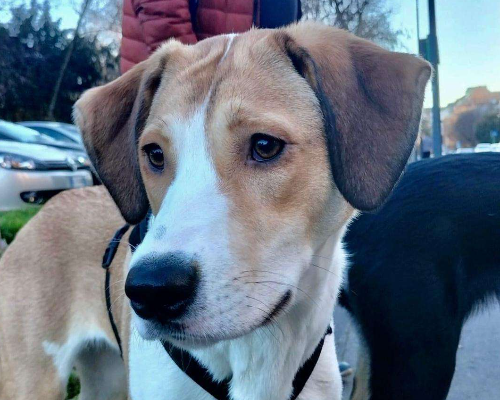 Adotta un cane, femmina, 3 anni e 5 mesi, Pavia