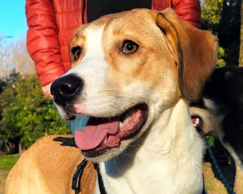 Adozione cane, femmina, meticcio, 3 anni e 5 mesi, taglia media, Pavia