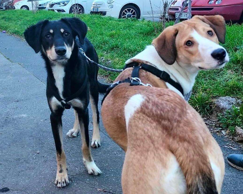 Adotta un cane, taglia media, femmina, Pavia