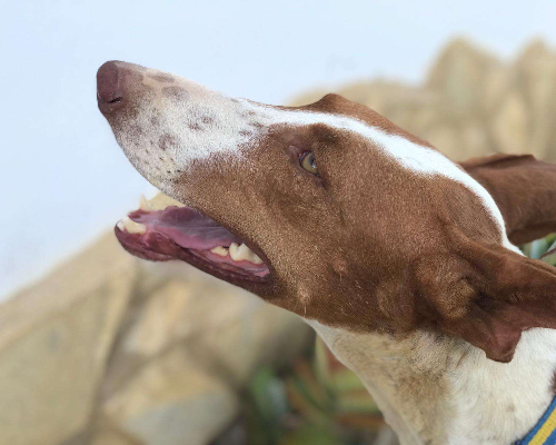 Adotta un cane, maschio, 7 anni e 5 mesi, Vicenza