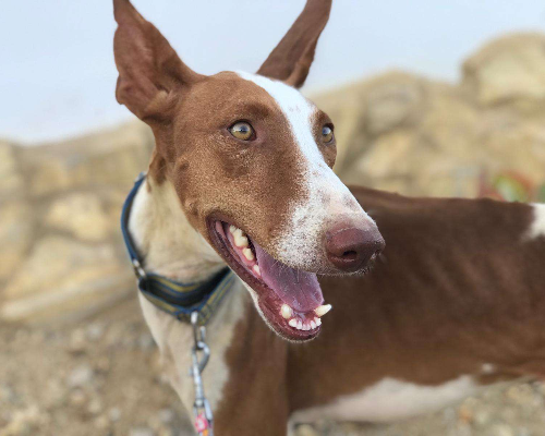 Adozione cane, maschio, meticcio, 7 anni e 5 mesi, taglia media, Vicenza