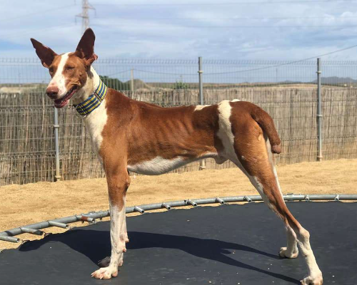 Adotta un cane, taglia media, maschio, Vicenza