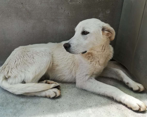 Adotta un cane, maschio, 3 anni  e 5 mesi , Potenza