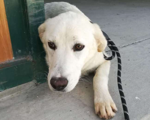 Adotta un cane, taglia media, maschio, Potenza