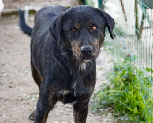 Vuoi adottare un cane a Frosinone?