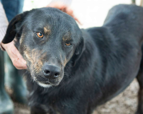 Adotta un cane, femmina, 6 anni e 1 mese, Frosinone