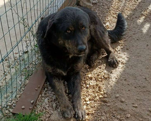 Adotta un cane, taglia grande, femmina, Frosinone