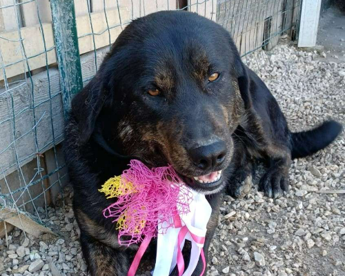 Adozione cane, femmina, Razza sconosciuta Razza sconosciuta, 6 anni e 1 mese, taglia grande, Frosinone