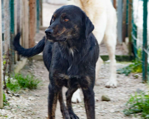 Adotta il cane AVRIL a Frosinone