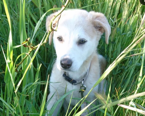 Adotta un cane, femmina, 4 anni  e 6 mesi , Brescia
