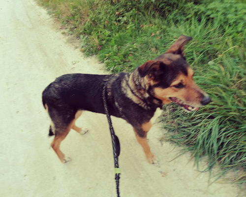 Adotta il cane Kira a Trento