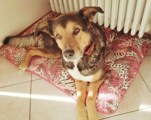 Adotta un cane, taglia grande, femmina, Trento