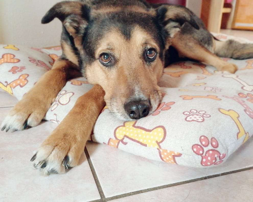 Adotta un cane, femmina, 10 anni  e 4 mesi , Trento