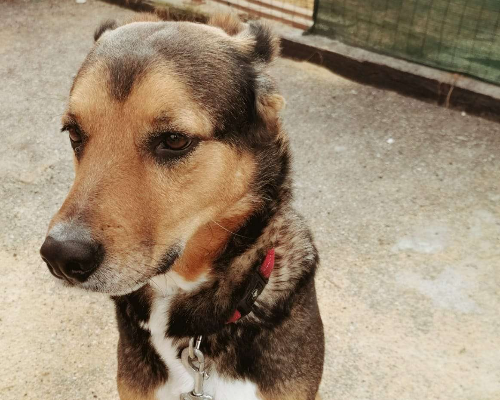 Vuoi adottare un cane a Trento?