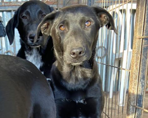 Vuoi adottare un cane a Palermo?
