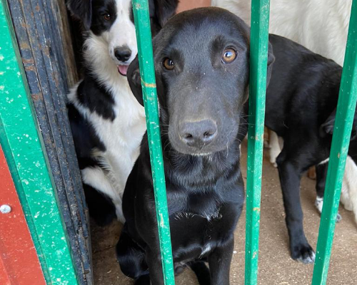 Adotta un cane, taglia media, maschio, Palermo